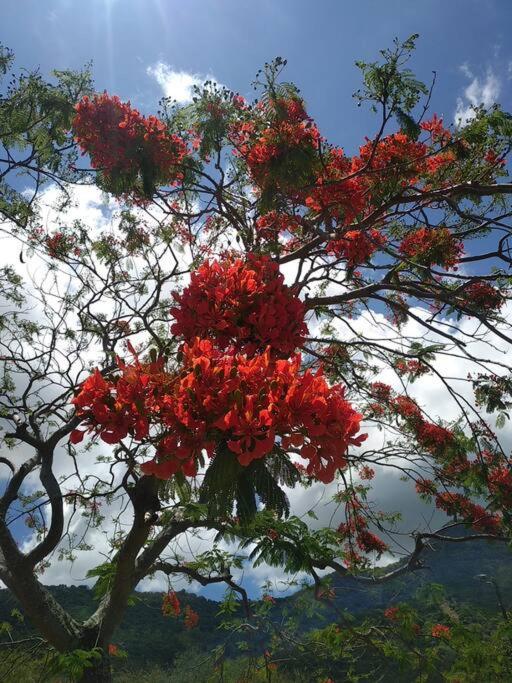 Case Creole Independante Proche Mer ラ・ガウレット エクステリア 写真