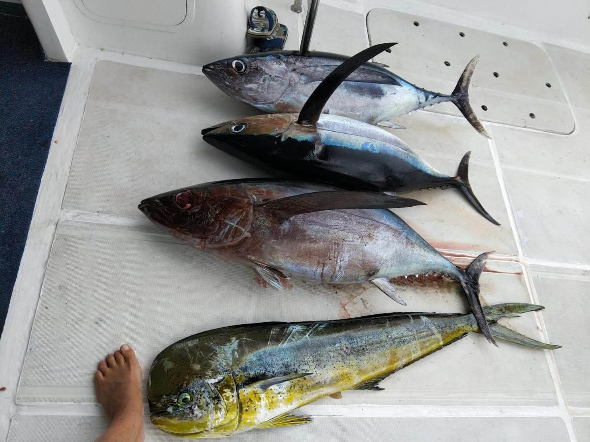 Case Creole Independante Proche Mer ラ・ガウレット エクステリア 写真